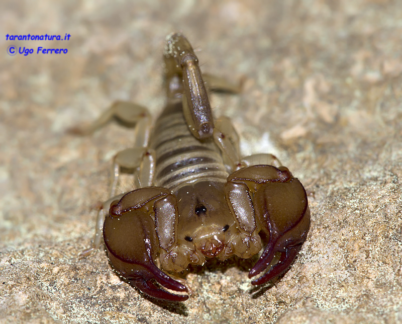 Euscorpius sicanus